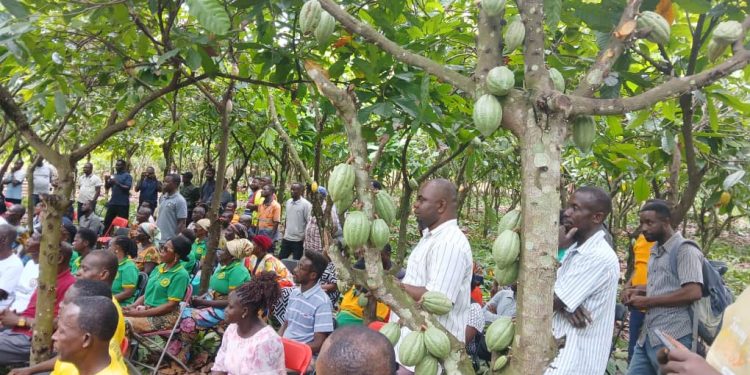 Farmers commend COCOBOD for decision to announce new prices in August 1 farmers commend cocobod for decision to announce new prices in august