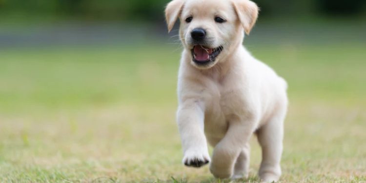 having a pet brings life satisfaction worth 70k year study finds