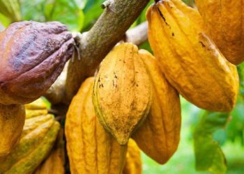 Ivory Coast cocoa farmers warn of mid-crop supply shortages due to dry weather