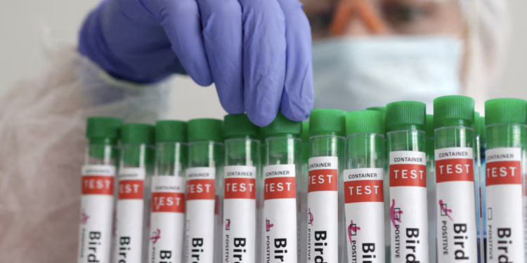 liberia reports h5n1 bird flu on poultry farm woah says