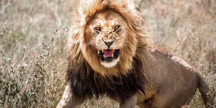 lion kills 14 year old girl outside kenyas nairobi national park