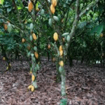 A/R: Task force extends mandate to protect cocoa farms from forceful takeover by illegal miners