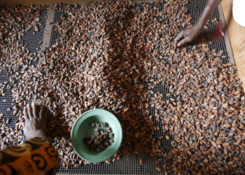 Below-average rains threaten Ivory Coast’s cocoa mid-crop, farmers say