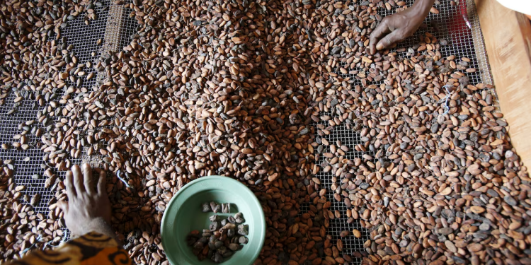 below average rains threaten ivory coasts cocoa mid crop farmers say