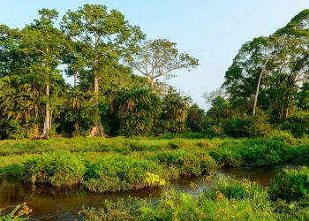 Charity linked to Prince Harry admits human rights abuses in Congo park