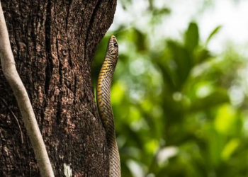 Children fall ill in India ‘after dead snake found in school meal’