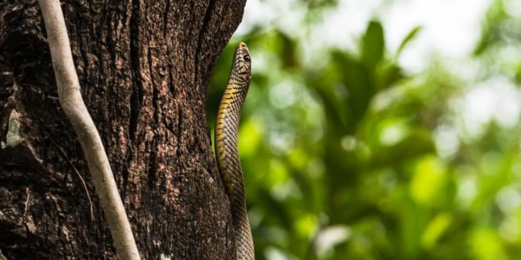 children fall ill in india after dead snake found in school meal