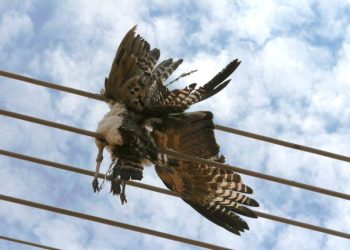 Crows are causing power disruptions in Ashanti region, ECG rolls out preventive measures