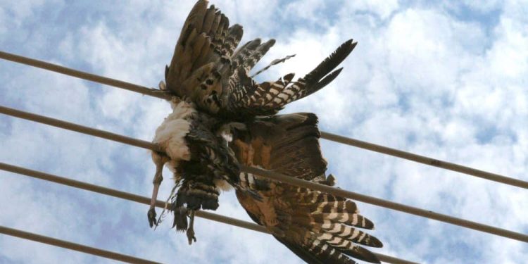 crows are causing power disruptions in ashanti region ecg rolls out preventive measures