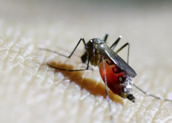 Expert urges calm over mosquito disease found in UK