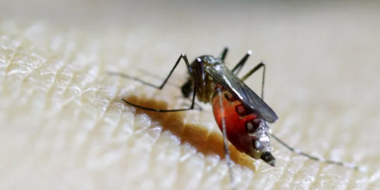 expert urges calm over mosquito disease found in uk
