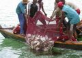 Fish farmers advised against stressing catfish