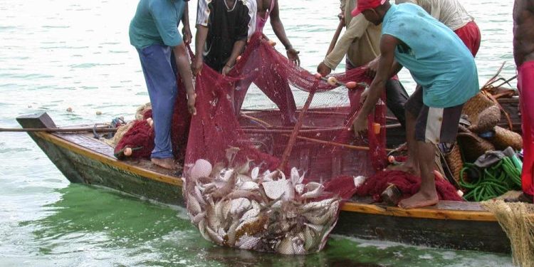 Fish farmers advised against stressing catfish 1 fish farmers advised against stressing catfish
