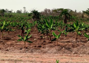 Ghanaian farmers find hope in organic farming aid amid climate struggles
