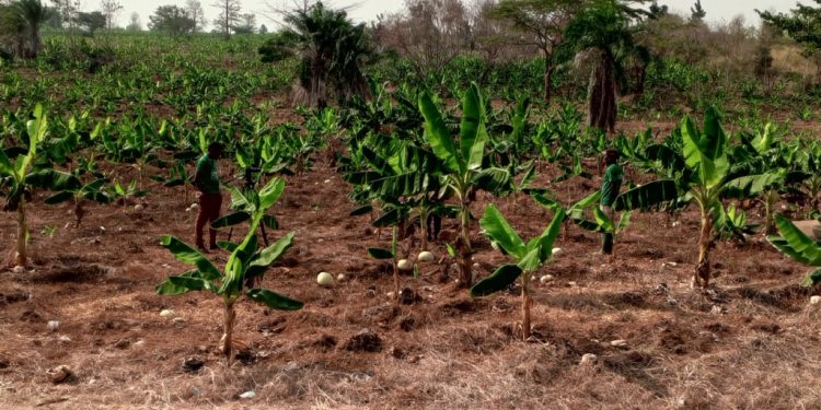 ghanaian farmers find hope in organic farming aid amid climate struggles