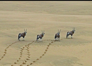 Johannesburg to host 7th Africa Youth in Tourism Innovation Summit