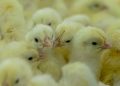 Kuipers Breeders Hatchery celebrates two-year anniversary of first chicks hatched in Ghana