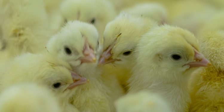 Kuipers Breeders Hatchery celebrates two-year anniversary of first chicks hatched in Ghana 1 kuipers breeders hatchery celebrates two year anniversary of first chicks hatched in ghana