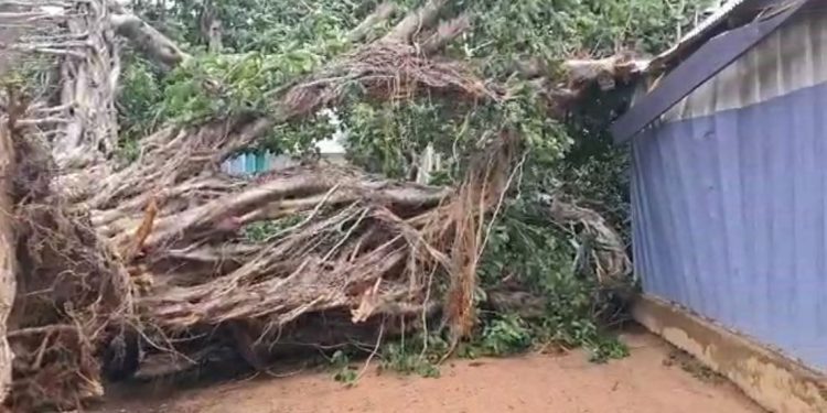 middle aged 2 children trapped in their home after a fig tree sealed their frontage doors