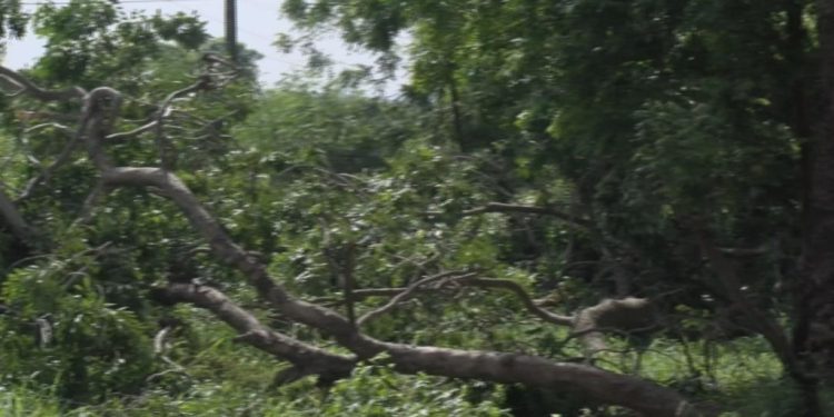 roots of resistance the climate cost of cutting accras trees