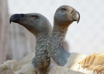 Vultures rescued from mass poisoning in South African game reserve