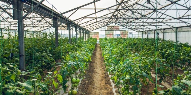 achimota school launches centenary raffle for historic farm