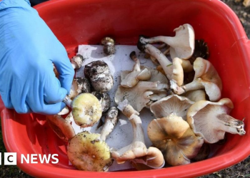 Deadly mushroom lunch cook tells court she threw up toxic meal