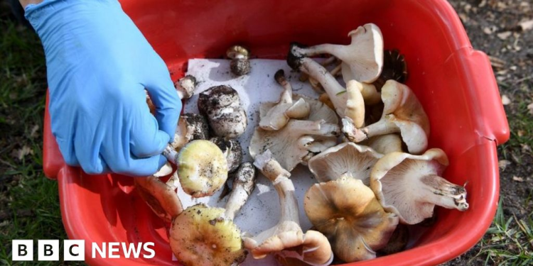 Deadly mushroom lunch cook tells court she threw up toxic meal 1 deadly mushroom lunch cook tells court she threw up toxic meal