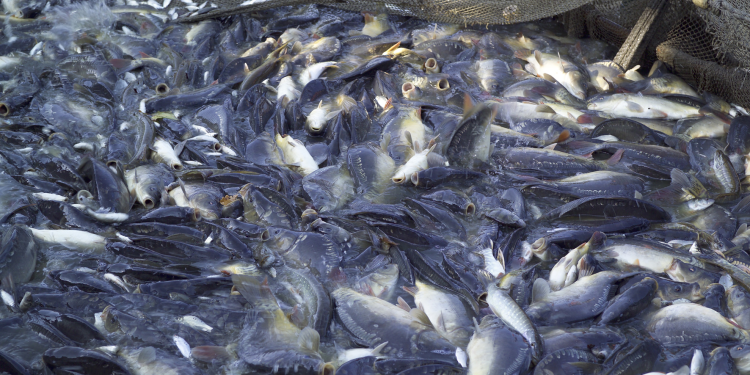 fisheries ministry announces 2025 closed season