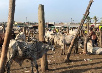 Ghana Livestock Association Launches Sticker System to Ease Livestock Transport Across Borders