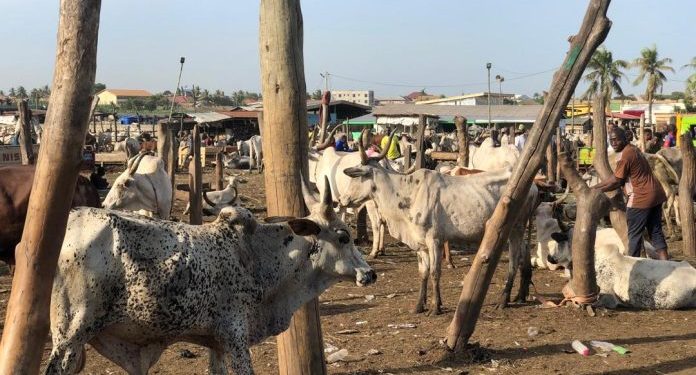 ghana livestock association launches sticker system to ease livestock transport across borders