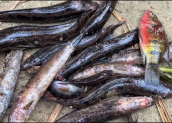 Gov’t imposes temporary fishing ban in Ellembelle after fish disease outbreak