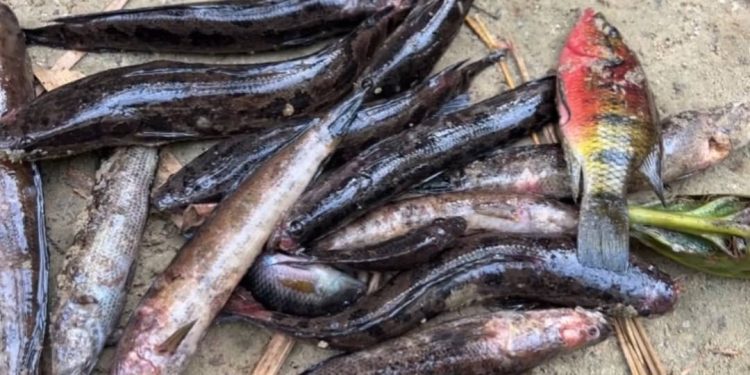 govt imposes temporary fishing ban in ellembelle after fish disease outbreak