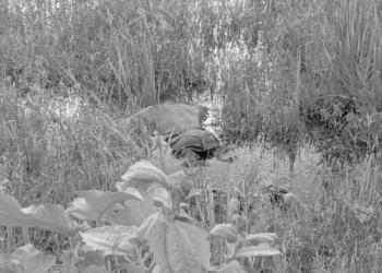 Man, 30, found dead in stagnant water at Juaboso