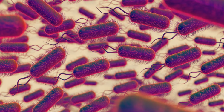 migrating to europe changes gut bacteria and raises heart disease risk study finds