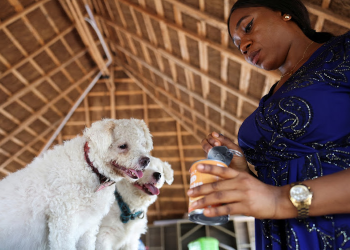 Nigeria’s dog owners hit with surging pet food prices amid cost of living crisis