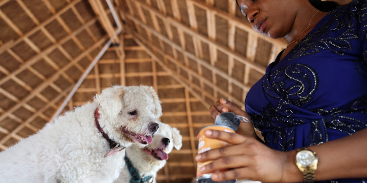 Nigeria’s dog owners hit with surging pet food prices amid cost of living crisis 1 nigerias dog owners hit with surging pet food prices amid cost of living crisis