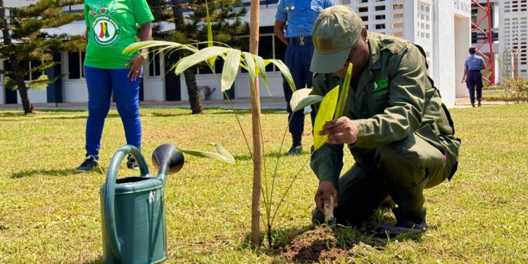 planting for the future forest clubs and tree planting drive to combat environmental damage