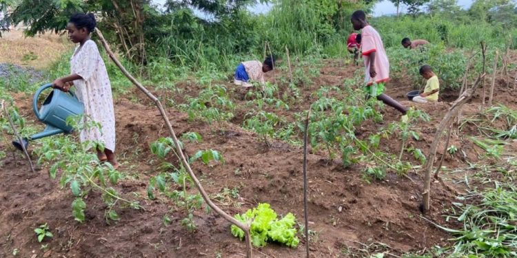 QET Organic Farms cultivates young farmers with ‘Growing Green Minds’ 1 qet organic farms cultivates young farmers with growing green minds