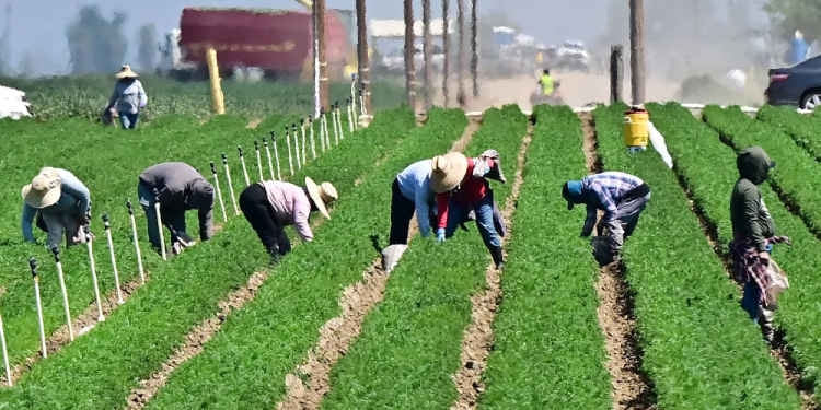 trump floats plan for undocumented farm and hotel workers to work legally in the u s