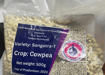 Why Songotra-T cowpea seeds availability is key for survival of farmers in Northern Ghana