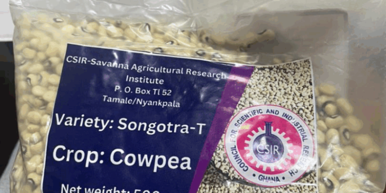 why songotra t cowpea seeds availability is key for survival of farmers in northern ghana