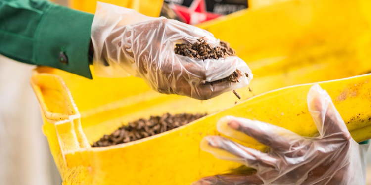 agrimercarbs insect protein innovation is helping safeguard aquaculture