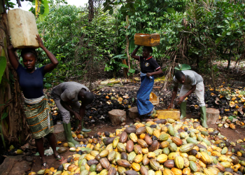 Cocobod warns of production drop amid heavy rains