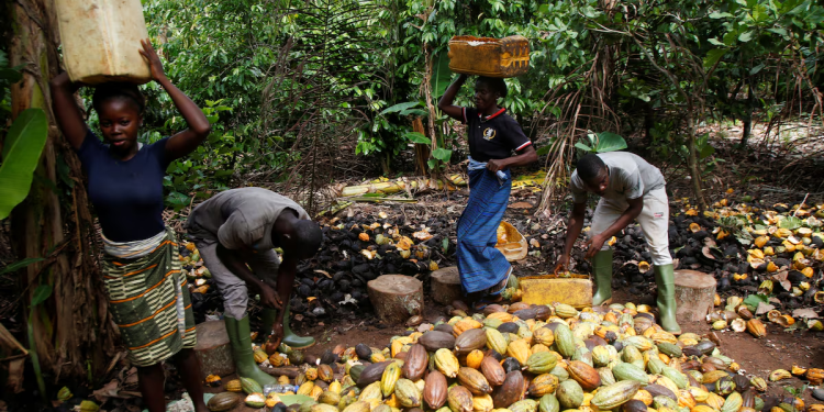 excessive rain poor sunlight plummeting cocoa yields concerned farmers