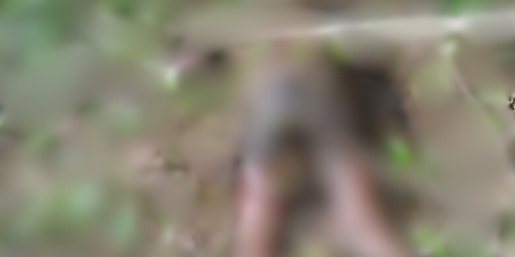 forestry guards body discovered in bush after manhunt