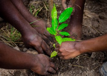 GBfoods Ghana plants 1,000 trees in Dodowa as part of sustainability agenda
