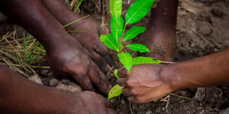 gbfoods ghana plants 1000 trees in dodowa as part of sustainability agenda
