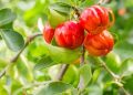 Ghana pilots first vitamin-rich Acerola plantation for economic and health benefits