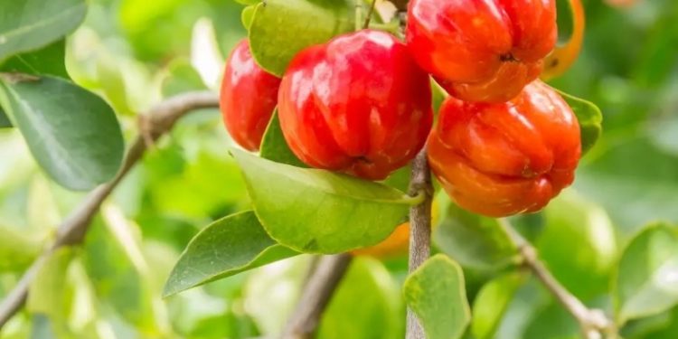 ghana pilots first vitamin rich acerola plantation for economic and health benefits